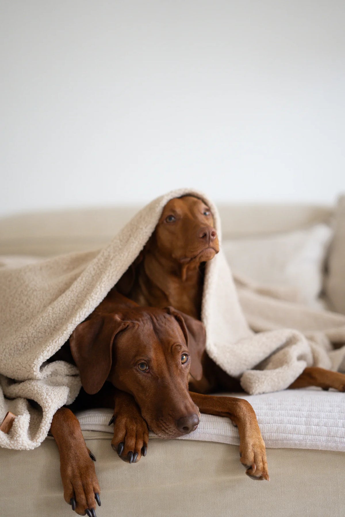 Oversized Teddy Dog Blanket - Beige