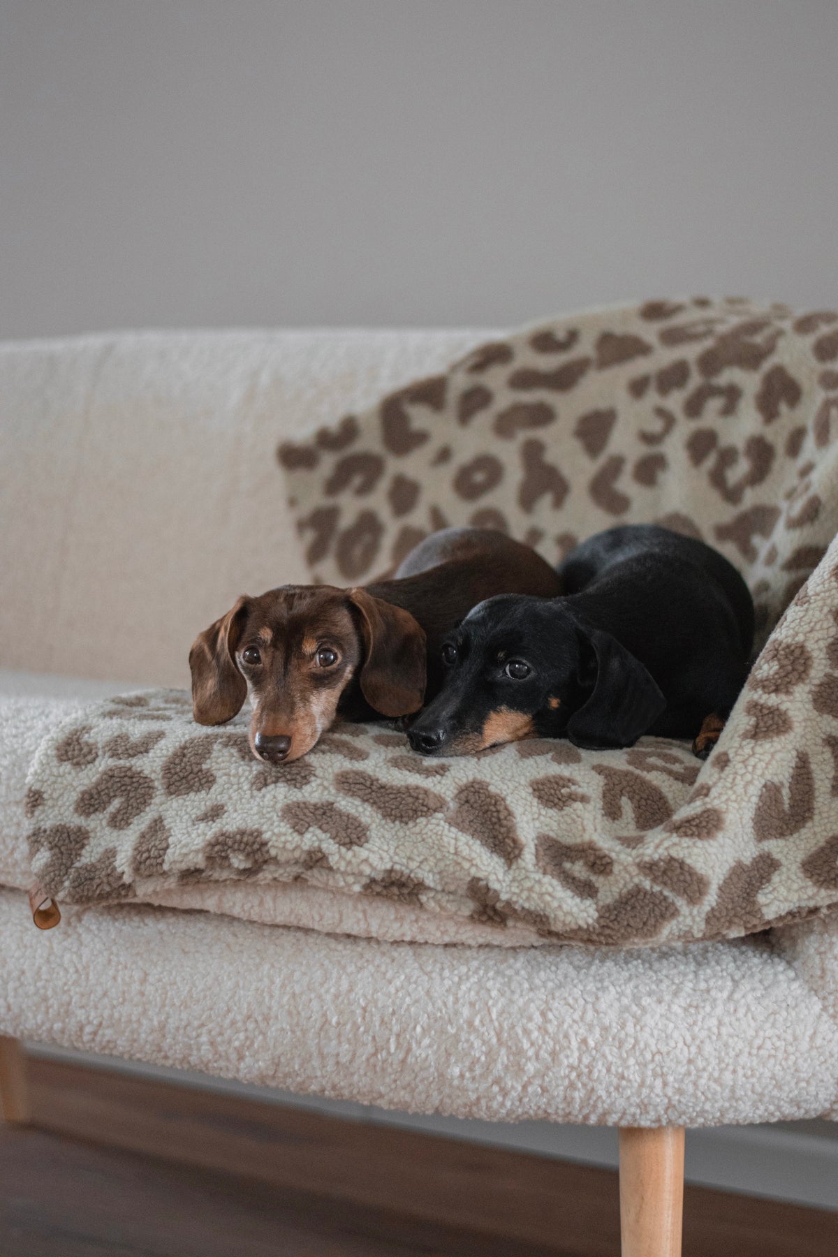 Teddy Dog Blanket - Sand/Brown Leopard