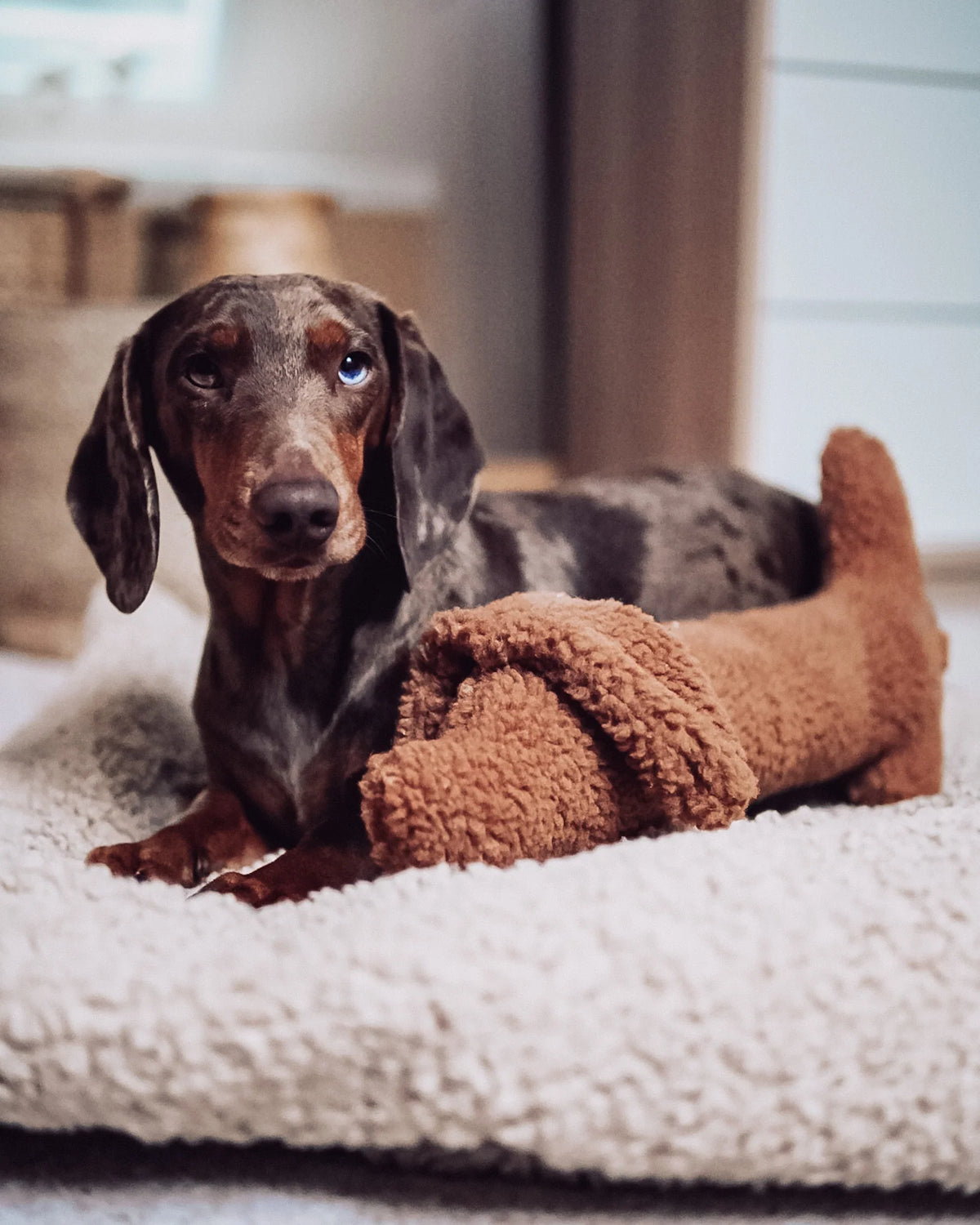 Musch Dachshund Dog