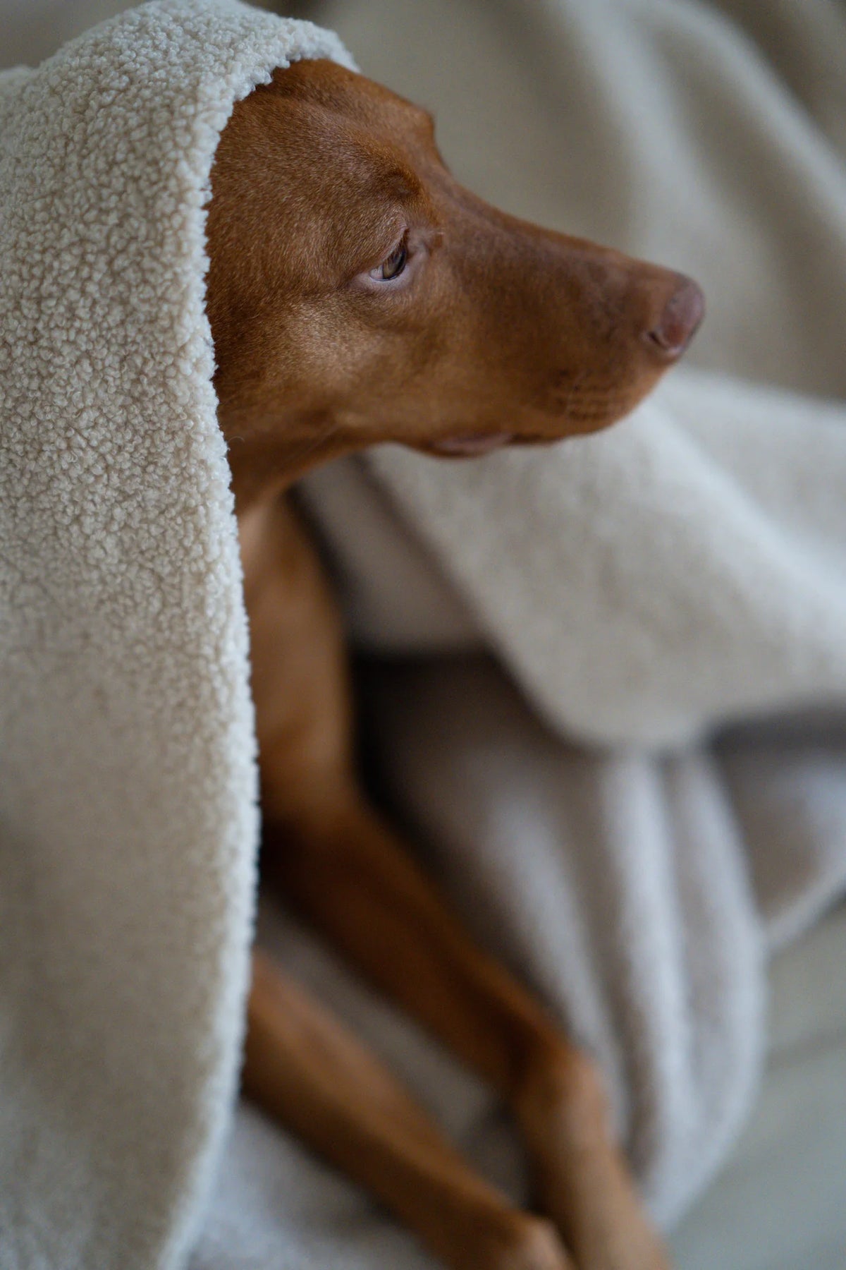 Oversized Teddy Dog Blanket - Beige