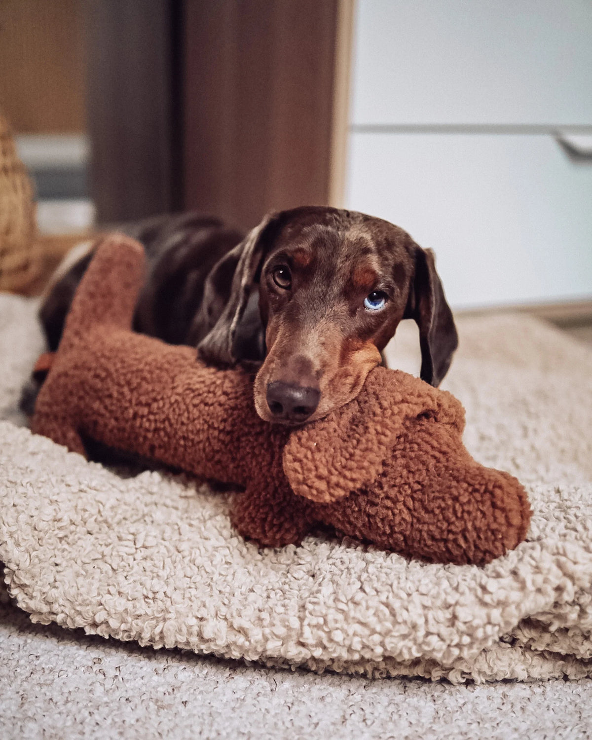 Musch Dachshund Dog