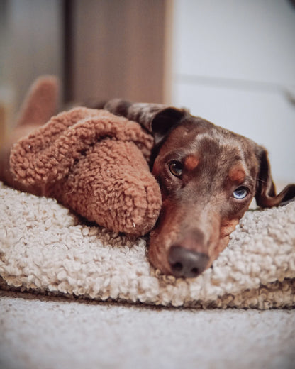 Musch Dachshund Dog