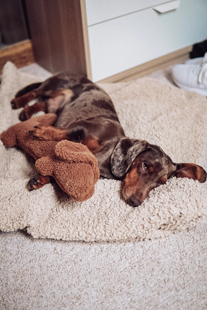 Musch Dachshund Dog