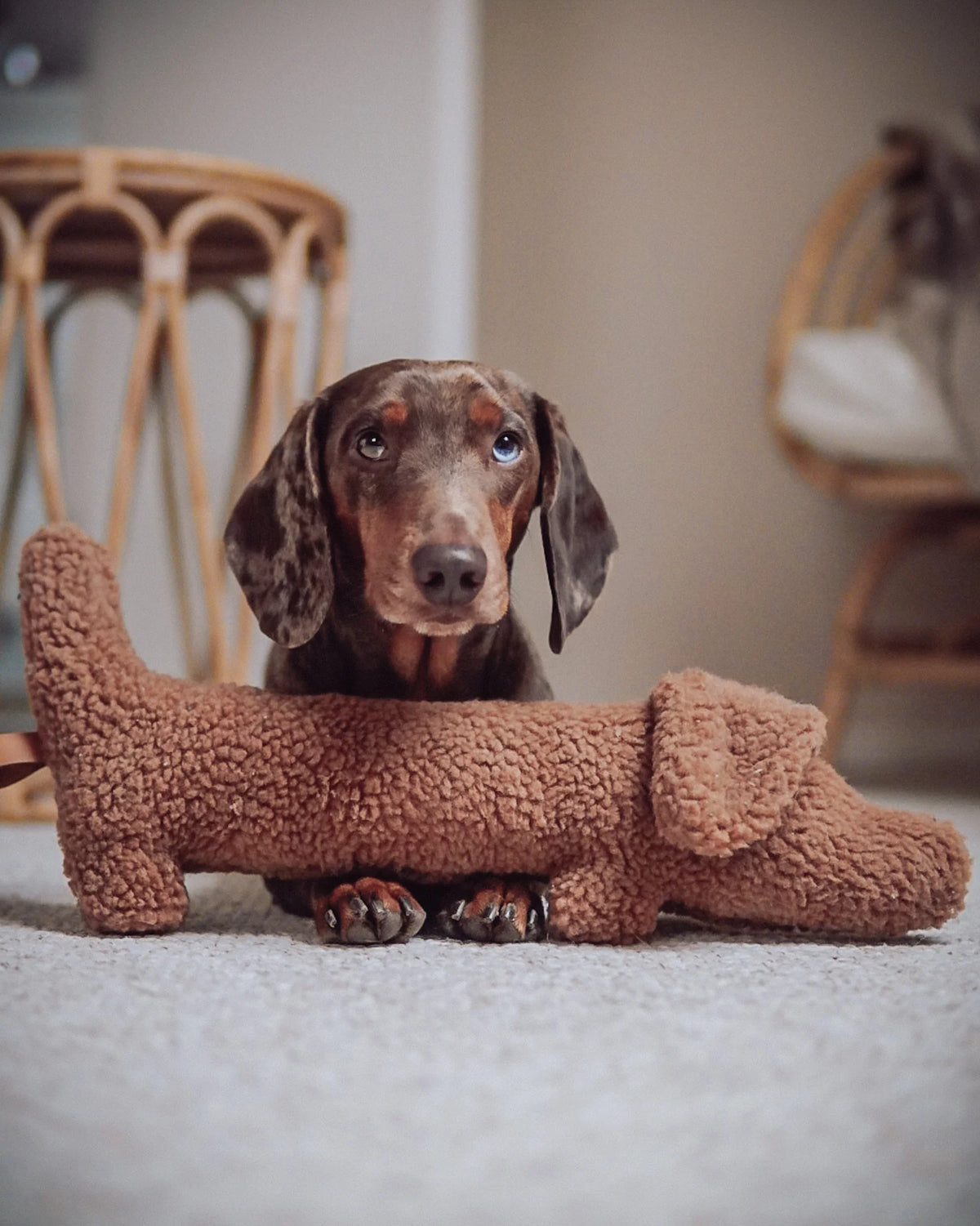 Musch Dachshund Dog