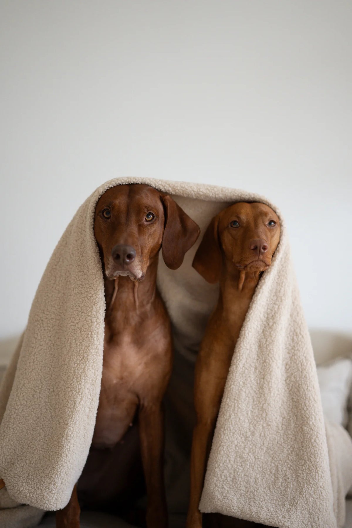 Oversized Teddy Dog Blanket - Beige